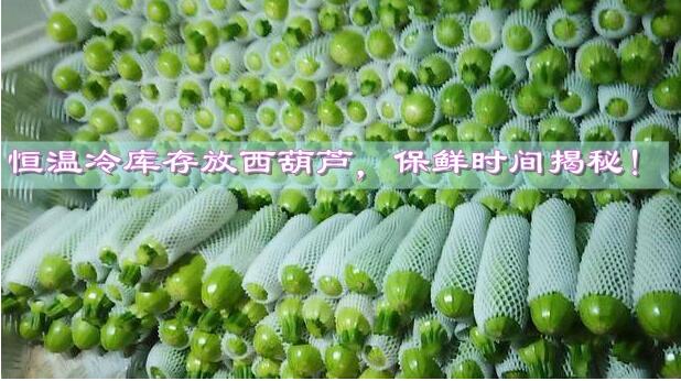 恒溫冷庫存放西葫蘆，保鮮時間揭秘!