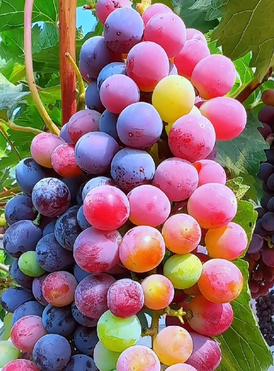 葡萄冷庫建設(shè)指南:打造專業(yè)級(jí)葡萄保鮮倉儲(chǔ)_上海開冉制冷