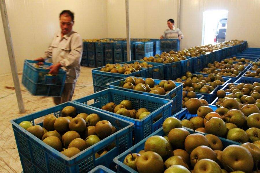 建一個1000平方果蔬冷庫,平均分5間造價多少 建一個1000平方果蔬冷庫,平均分5間造價多少