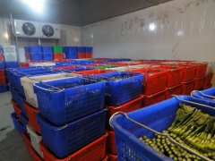 蔬菜批發市場建冷庫，建多大合適