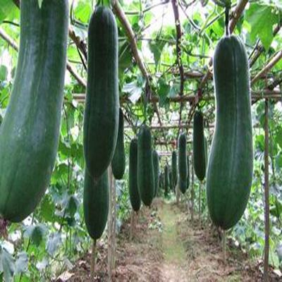 1000噸冬瓜冷庫(kù)