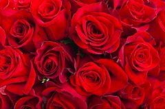 玫瑰花冷庫溫度多少度？安裝造價大概多少