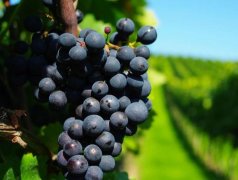 建造300噸葡萄保鮮冷庫需要多少錢?