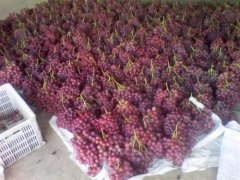 總產(chǎn)量100萬斤葡萄需要建多大的冷庫，造價多少