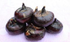 建個存放馬蹄（荸薺）保鮮冷庫需要多少錢？