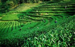 上海建1000㎡茶葉冷庫（冷藏、冷凍庫倉庫）安裝預(yù)算多少錢