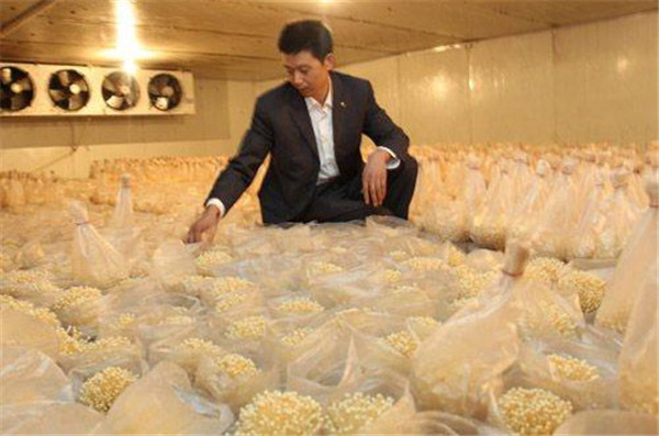 5000平方農產品冷藏庫 5000平方農產品冷藏庫