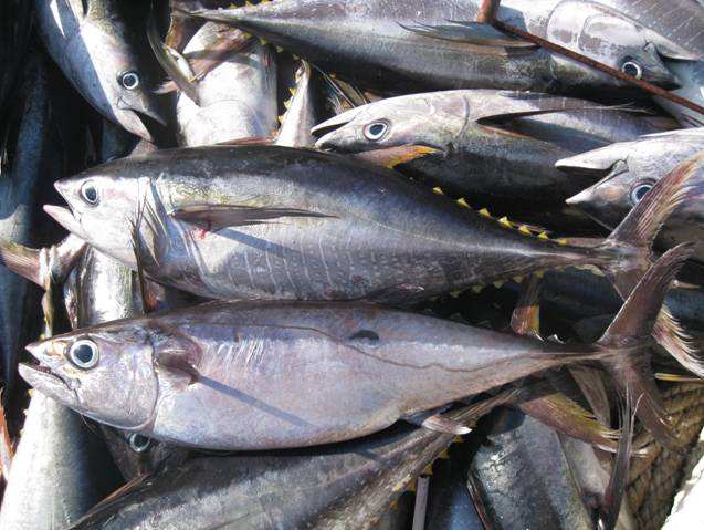 金槍魚冷庫(kù)，超低溫冷凍庫(kù)