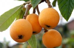 為何果蔬在氣調(diào)庫比在保鮮庫的保鮮期更長(zhǎng)口感更好？