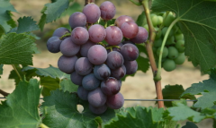 節(jié)能恒溫葡萄冷藏庫設(shè)計(jì)