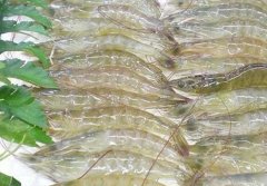 低溫海鮮凍庫建設(shè)  設(shè)備報價多少？